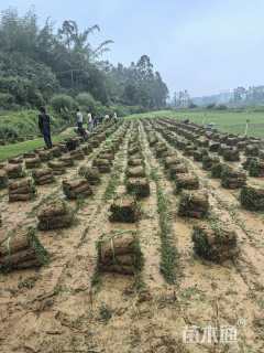 大叶油草