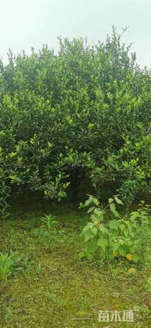 高度350厘米柑橘