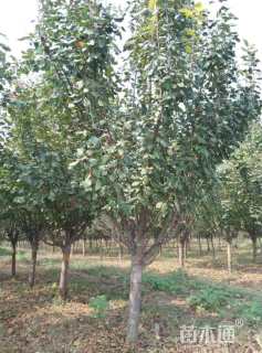 10公分八棱海棠