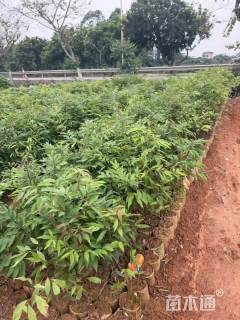 高度80厘米红椎小苗
