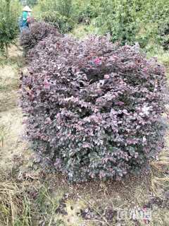 冠幅150厘米红花继木球