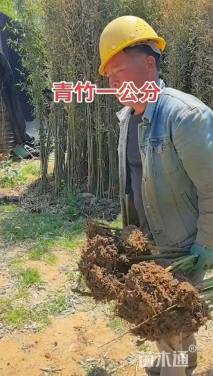 地栽苗青皮竹