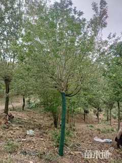 12公分红果冬青