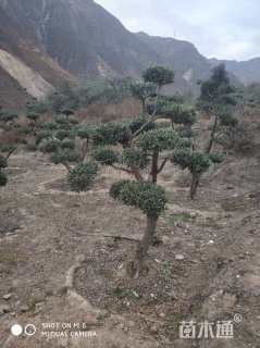 20公分油橄榄