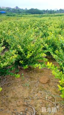 高度75厘米金森女贞