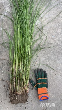 高度100厘米芒草