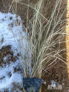 高度40厘米粉黛乱子草