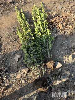 高度1500厘米北海道黄杨