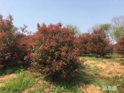 16公分红叶石楠