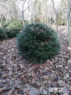 高度100厘米龟甲冬青