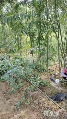 3公分柳树