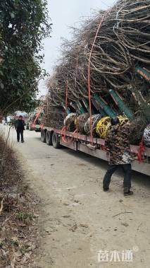 15公分日本晚樱