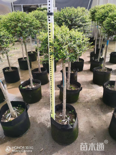 2公分造型川滇蜡树