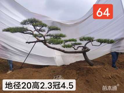 15公分赤松