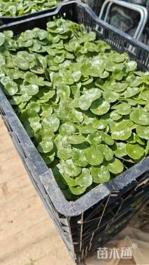 高度12厘米铜钱草