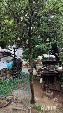 高度250厘米黄杨