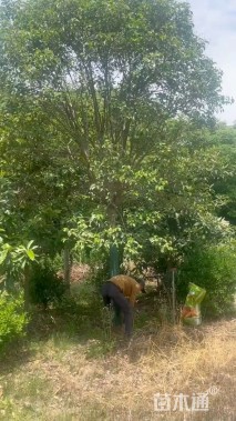 15公分大叶女贞