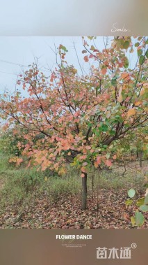 12公分黄栌