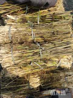 高度40厘米芦苇