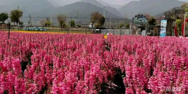 鼠尾草种子