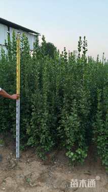 高度180厘米北海道黄杨