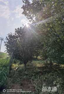 20公分绚丽海棠