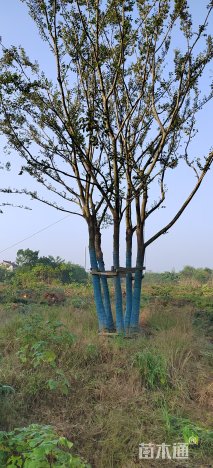 80公分丛生朴树