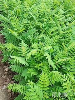 高度50厘米珍珠梅