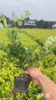 高度25厘米金森女贞