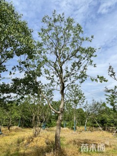 26公分造型乌桕