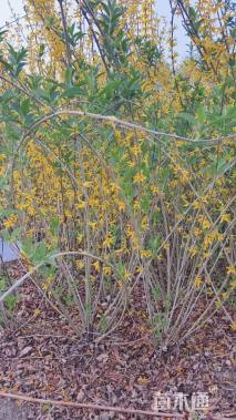 高度150厘米连翘