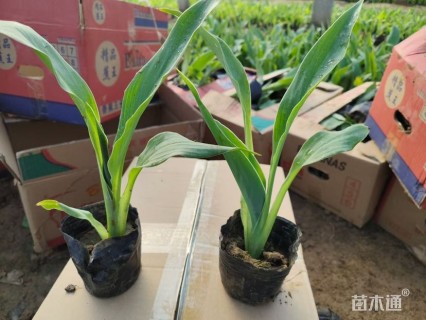 水生美人蕉