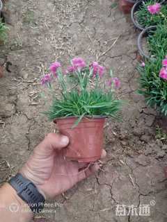 高度20厘米欧石竹