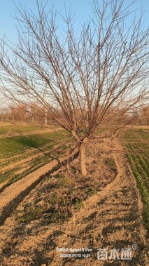 10公分红叶碧桃