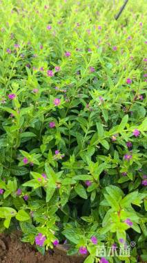 高度25厘米满天星