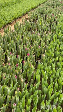 高度25厘米郁金香