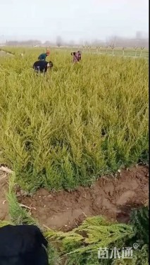 高度40厘米小龙柏