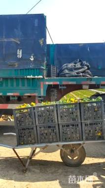 高度20厘米孔雀草