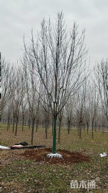 15公分秋紫白蜡