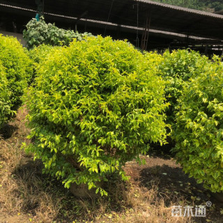 高度100厘米金叶假连翘球