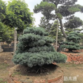 高度180厘米金叶五针松
