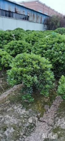 冠幅80厘米海桐球