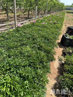 高度30厘米芍药