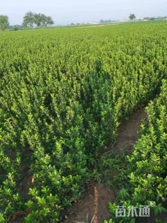 高度50厘米大叶黄杨