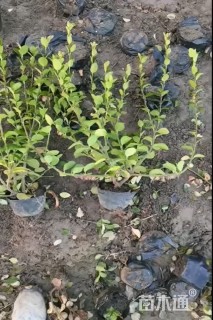 高度40厘米毛鹃小苗