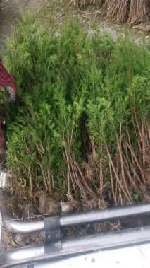 高度70厘米曼地亚红豆杉