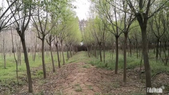 4公分丝棉木