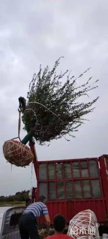 15公分垂丝海棠