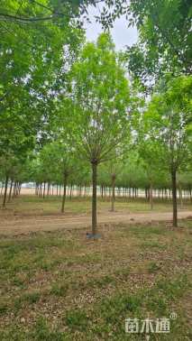 高度600厘米小叶白蜡