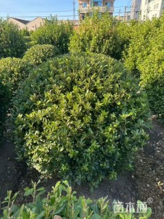 冠幅180厘米海桐球